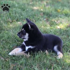 Dash, Shiba Inu Puppy